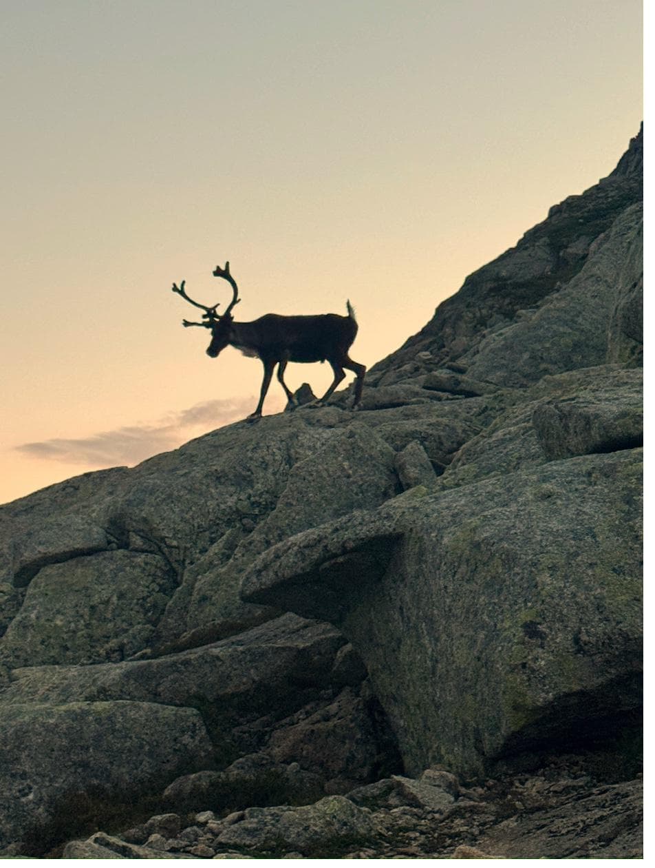 Reindeer silhouetted against the northern sky on rocks